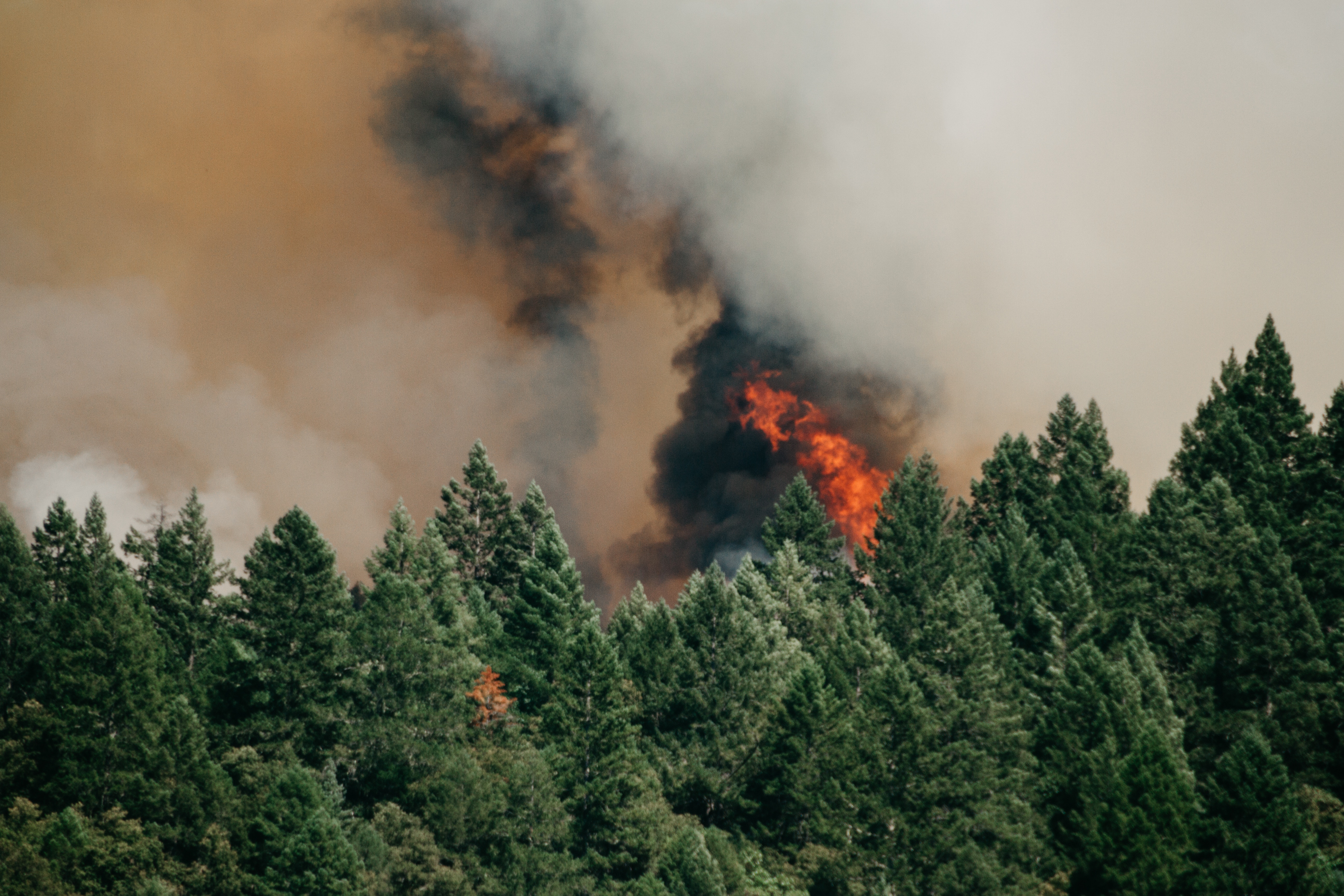 Лесные пожары видео. Лесные пожары. Пожар на природе. Лес в огне. Пожар картинки.